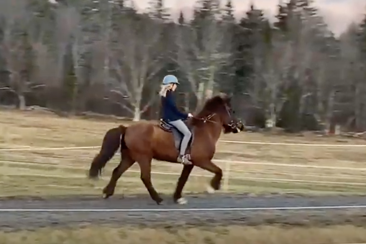 Liesl Kolbe and Loki frá Hofi I