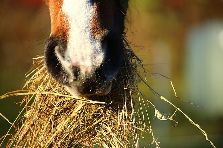 Feeding the Icelandic Horse